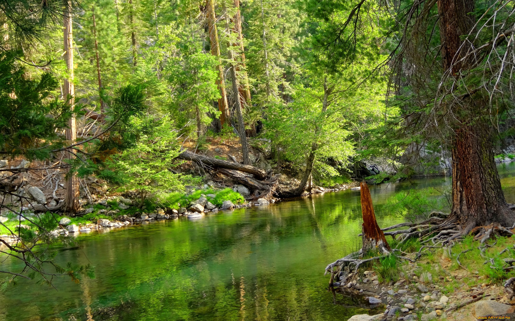 Hot forest. Пайн Ривер. Pine River Калужская область. Pine River отель. Пайн Ривер фото.